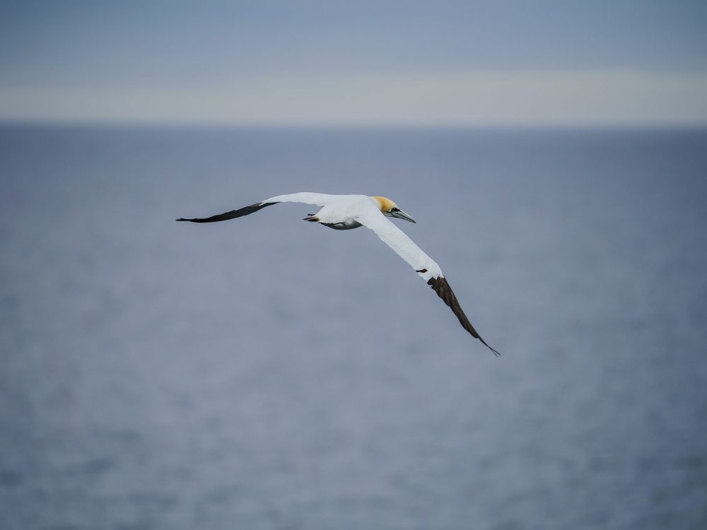 Schottland Wildlife 2