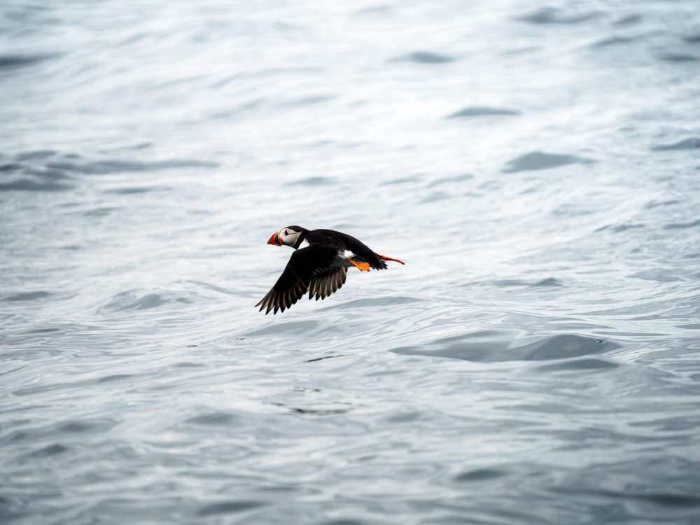 Schottland Wildlife 3