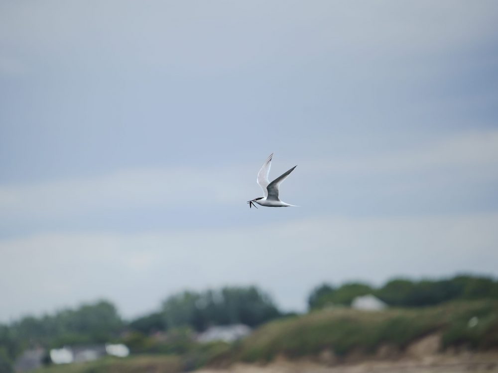 Schottland Wildlife 4