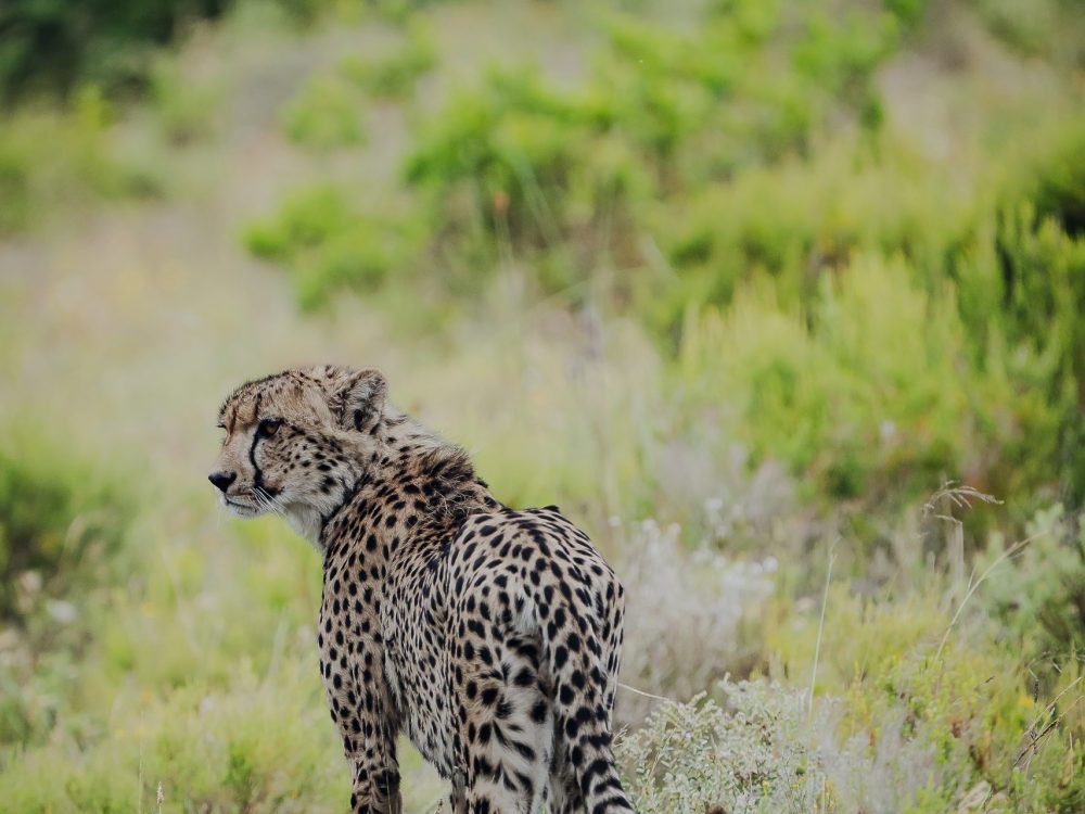 Südafrika Gepard