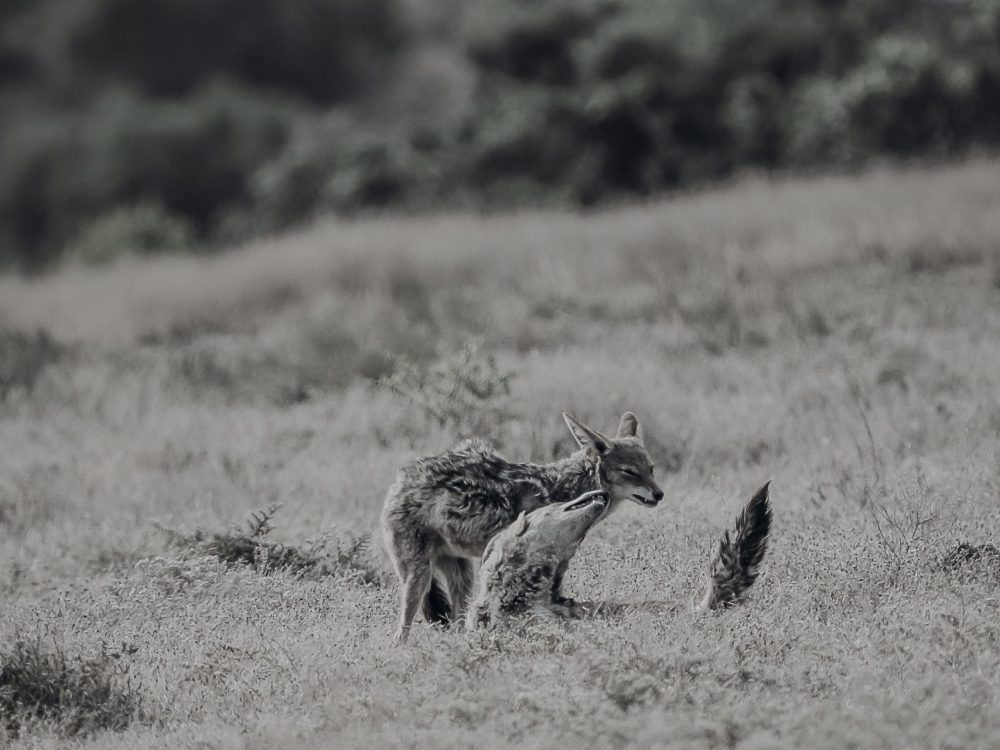 Südafrika Wildlife 2