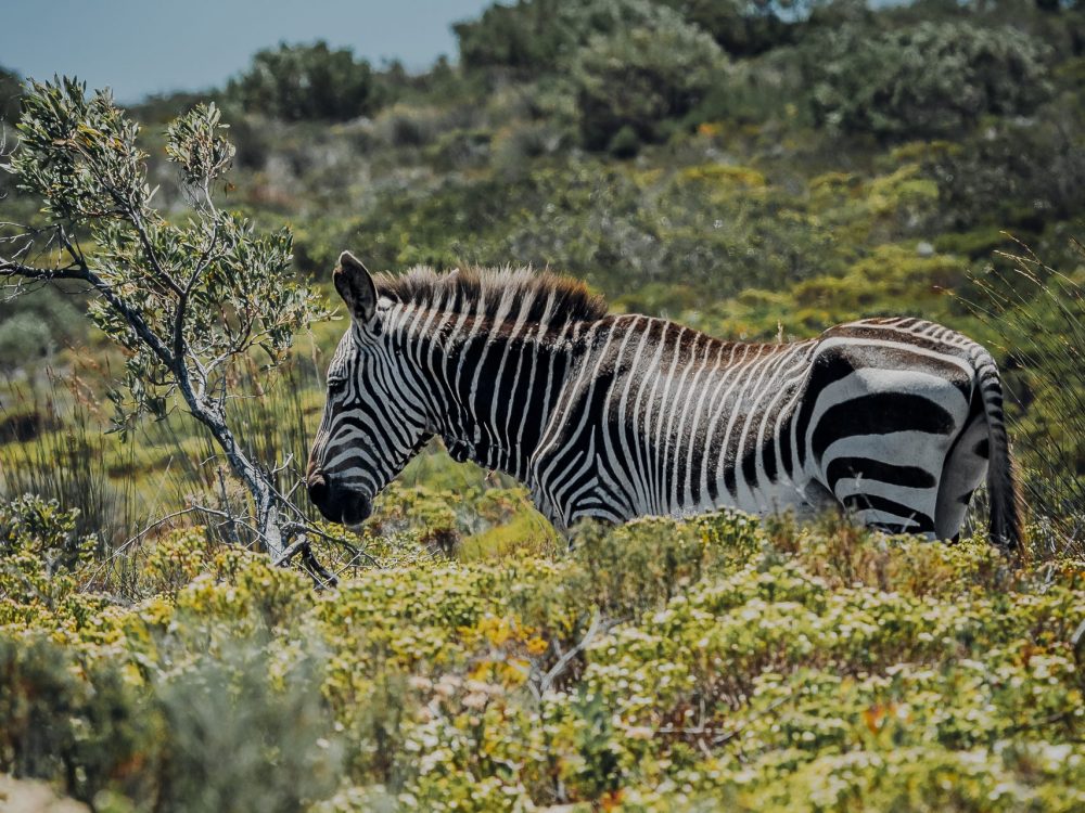 Südafrika Zebra